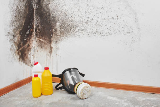Professional Mold Remediation in Old Westbury, NY