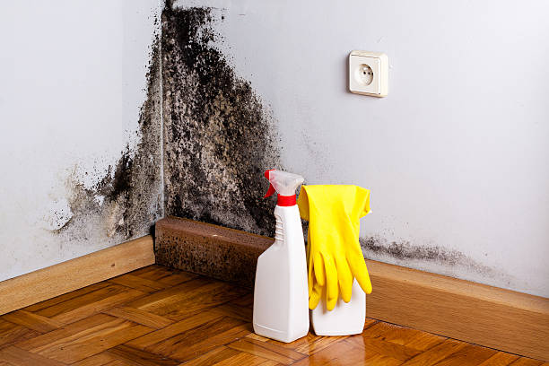 Best Post-Flood Mold Remediation in Old Westbury, NY